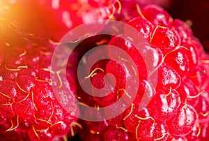 Red ripe raspberry closeup, Rubus idaeus