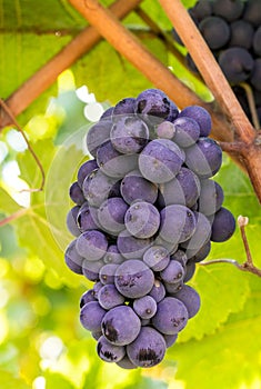 Red Ripe Red Grape Wine Cluster, Bunches on Vineyard Ready for Harvesting