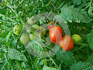 Red ripe and ripening green tomatoes hanging and growth on the plants