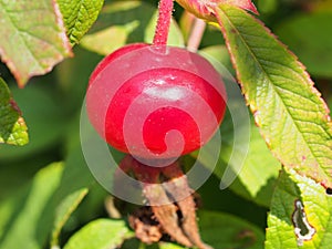 Red ripe rosehip fruits grow on the Bush