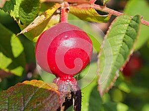 Red ripe rosehip fruits grow on the Bush