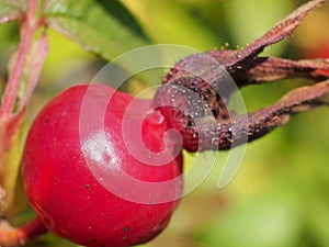 Red ripe rosehip fruits grow on the Bush