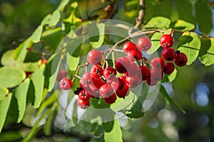 Red and ripe rowanberries outdoors