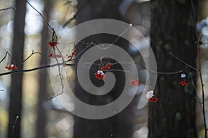 Red ripe rowanberry in sunny winter day. Selective focus. Shallow depth of field