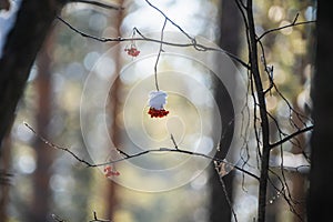 Red ripe rowanberry in sunny winter day. Selective focus. Shallow depth of field