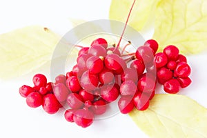 Red ripe schisandra on the white