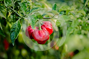 Red ripe scotch bonnet hot spicy pepper plant gardening raw food spice