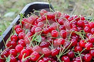 Red ripe sour cherry