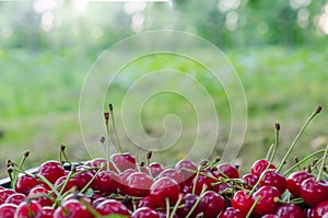 Red ripe sour cherry