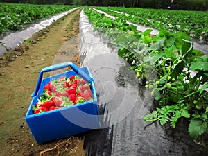 Red ripe strawberries in the blue basket