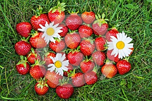 Red ripe strawberries with flowers daisies on a green grass