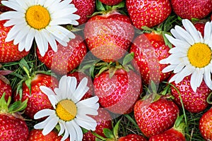 Red ripe strawberries with flowers daisies on a green grass