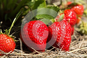 Red and ripe strawberries in the garden