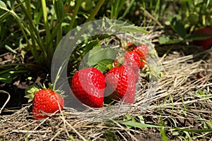 Red and ripe strawberries in the garden