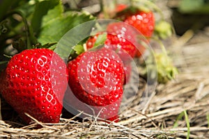 Red and ripe strawberries in the garden