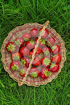 Red ripe strawberries in a wooden basket on the green grass