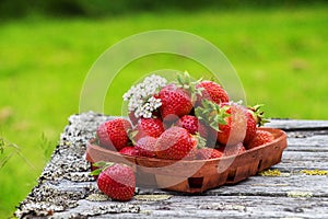 Red ripe strawberries in a wooden basket on the old boards