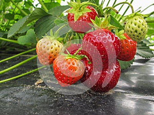 Red ripe strawberries in a wooden basket on the old boards on the background