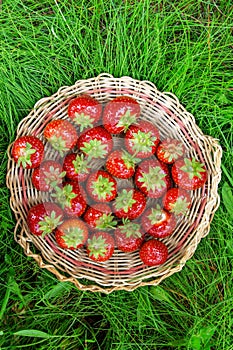 Red ripe strawberries in a wooden basket on the old boards on the green grass