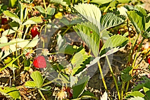 Red ripe strawberry on the garden