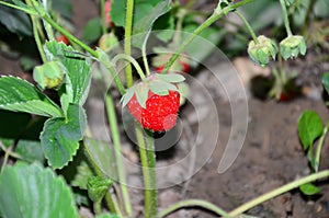 Red-ripe strawberry in garden