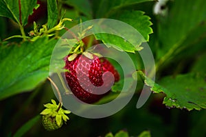 Red ripe strawberry in the garden