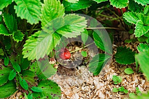 Red ripe strawberry in the garden