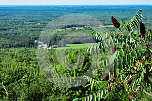 Red Sumac Fruit in Focus with Wisconsin Farm in the Background