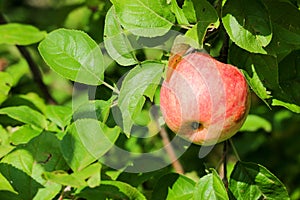 Red ripe sweet apple on apple tree branch close up in sunny day