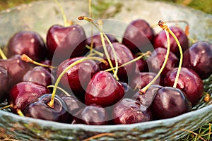 Red ripe sweet cherry in a glass bowl on green grass.