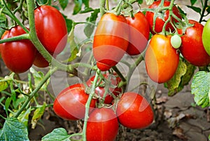 Red ripe tomato