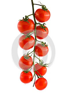 Red ripe tomato