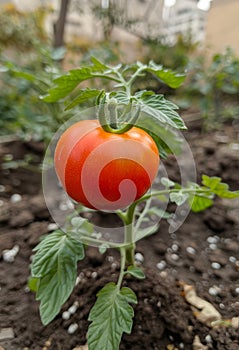 Red ripe tomato grows on bush in greenhouse