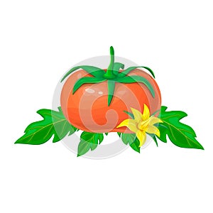 Red ripe tomato isolated on white background. illustration of big tomato fruit with green leaves and yellow flower. bright fresh