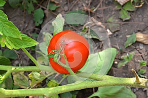 Red ripe tomato on its leaves.