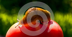 Red ripe tomato and large slug. Organic food. Summer vegetable garden