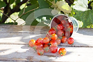 Red ripe tomato, new crop of fresh small cherry tomatoes