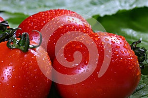 Red ripe tomatoes