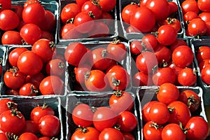 Red, ripe tomatoes