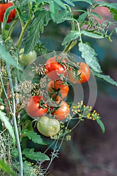 Red ripe tomatoes on branch grow in greenhouse