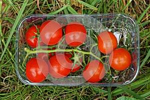 Red ripe tomatoes on a branch lie in a white transparent plastic box in green grass