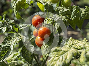 Red ripe tomatoes on a bush in the garden