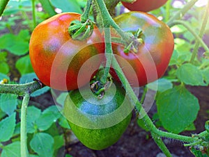 Red ripe tomatoes in the garden.