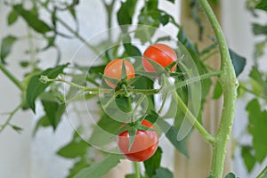 Red ripe tomatoes grow in vegetable garden on the balcony