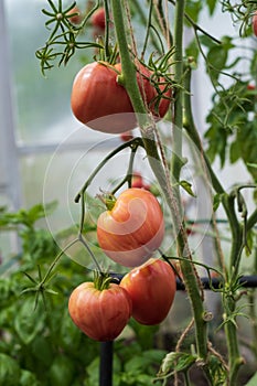 Red ripe tomatoes grown in a greenhouse. Gardening tomato