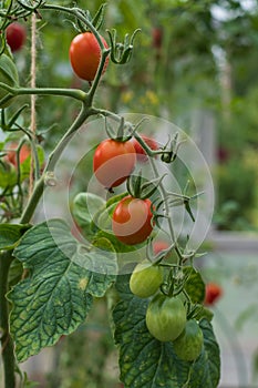 Red ripe tomatoes grown in a greenhouse. Gardening tomato