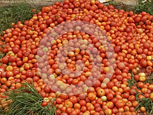 Red and ripe tomatoes in whole sale market