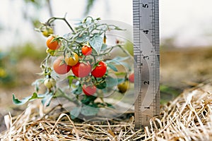 Red ripe tomatoes with a ruler next to it that displays the size in inches