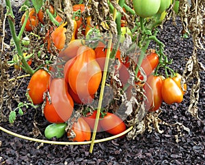 Red Ripe Tomatoes in the Summer Garden