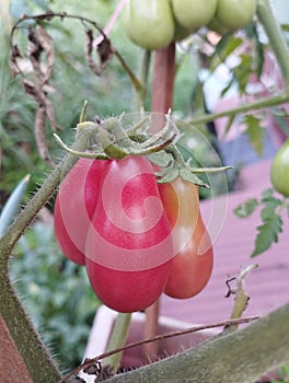 Red ripe tomatoes tree in the garden